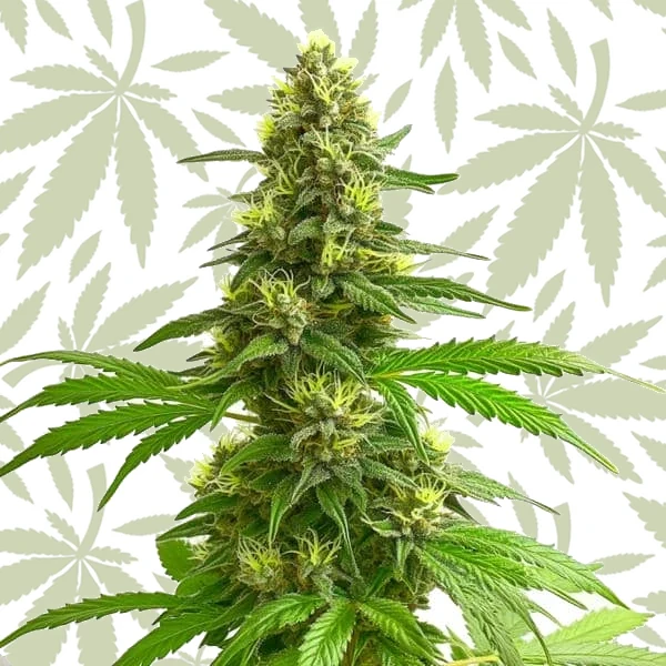 Super Lemon Haze cannabis strain plant