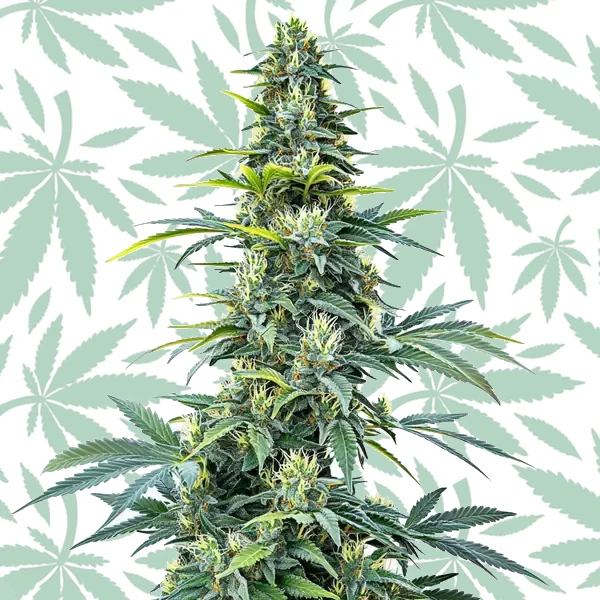 Super Silver Haze Auto cannabis strain plant