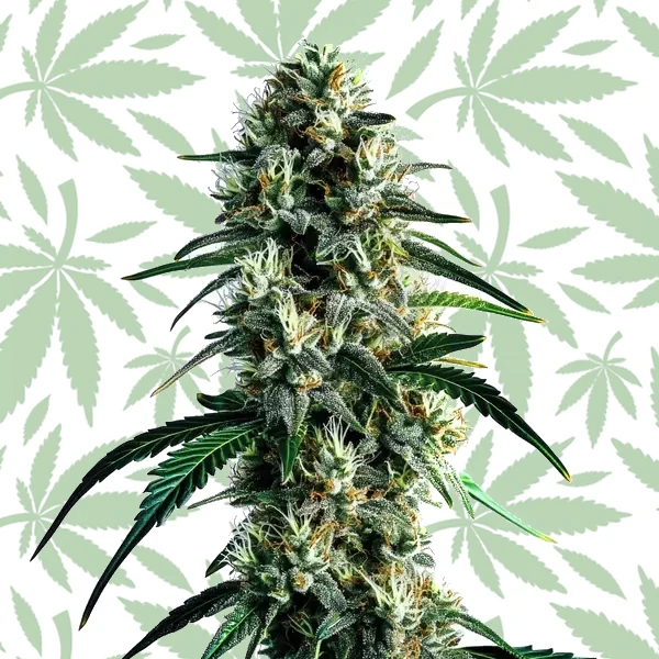 Super Silver Haze cannabis strain plant