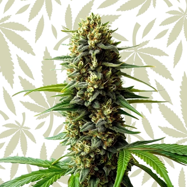 Super Skunk Autoflower cannabis strain plant