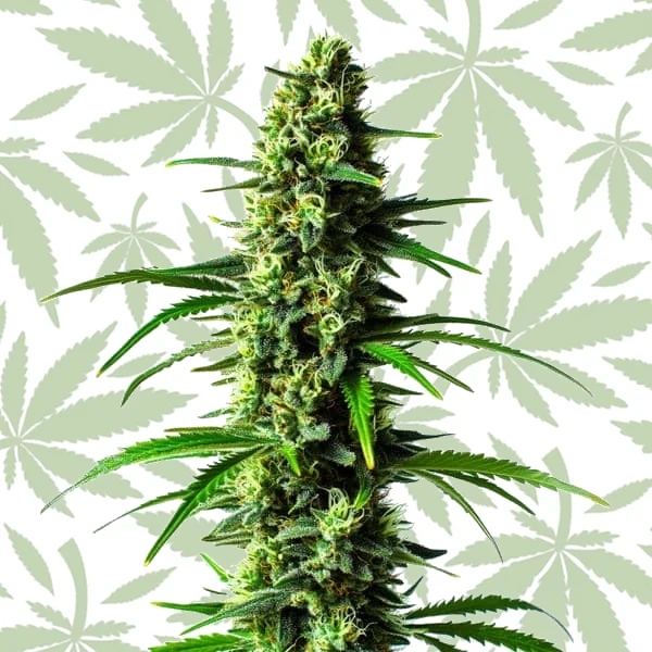 Super Skunk cannabis strain plant