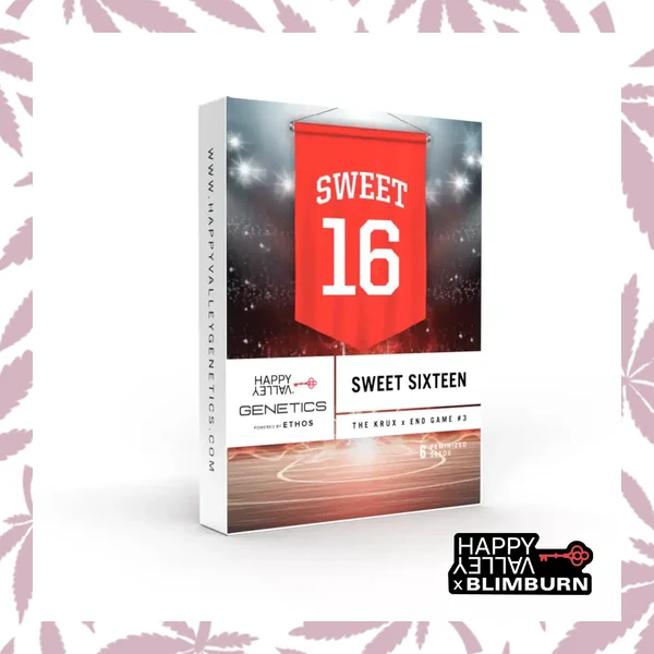Sweet 16 cannabis strain plant
