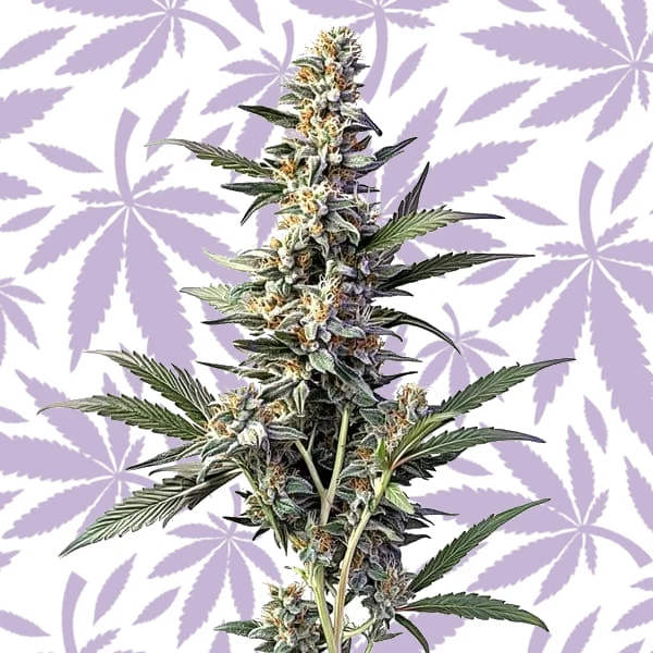Sweet Afghan Delicious Autoflower F1 cannabis strain plant