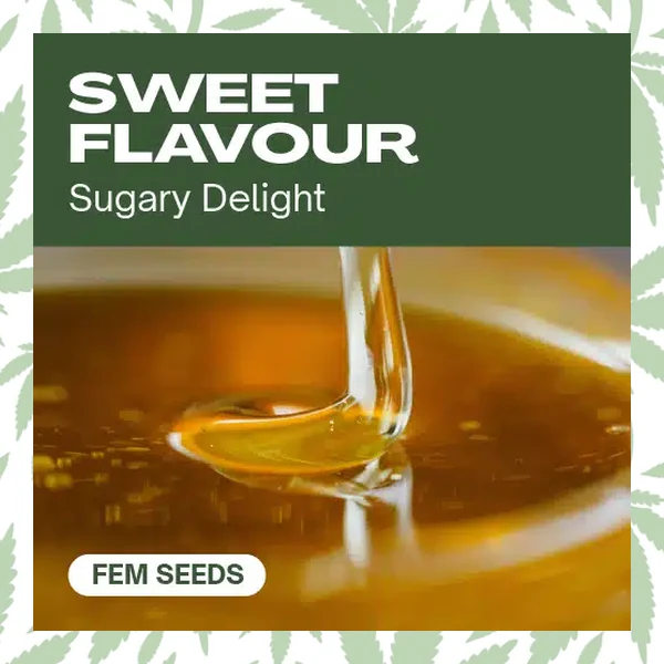 Sweet Flavor cannabis strain plant