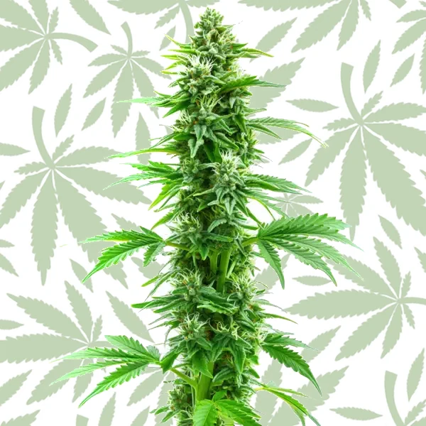 Sweet Island Skunk Fast Version cannabis strain plant
