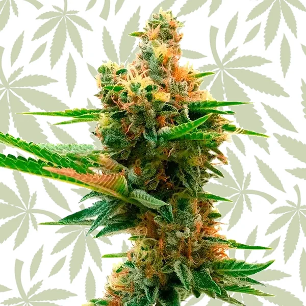 Island Sweet Skunk cannabis strain plant