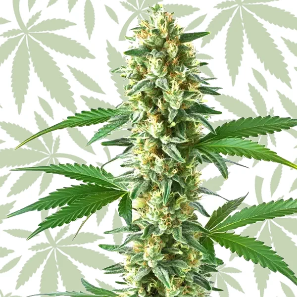 Sweet Kush cannabis strain plant