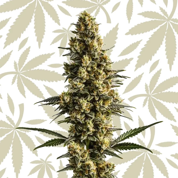 Sweet Tooth Auto cannabis strain plant