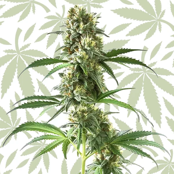 Sweet Tooth Regular cannabis strain plant