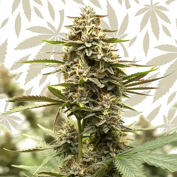Sweet Tooth x GG cannabis strain plant