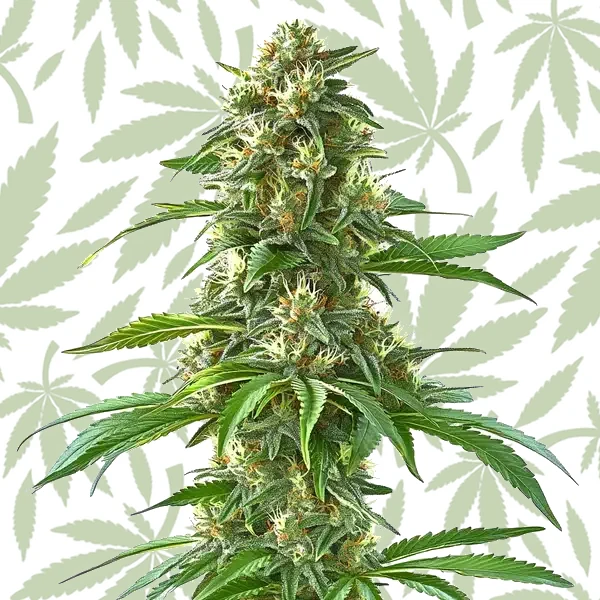 Sweet Tooth cannabis strain plant