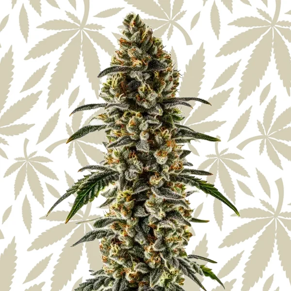 Sweet Zombie cannabis strain plant