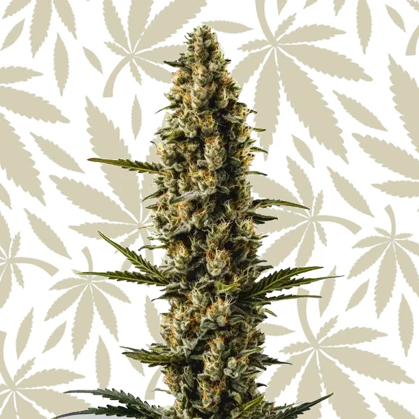 Sweety Auto cannabis strain plant