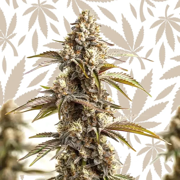 Tahoe Banana Sherbet cannabis strain plant