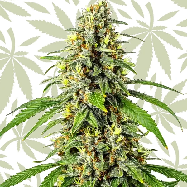 Tahoe OG Kush cannabis strain plant