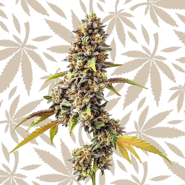 Tahoe OG Auto cannabis strain plant