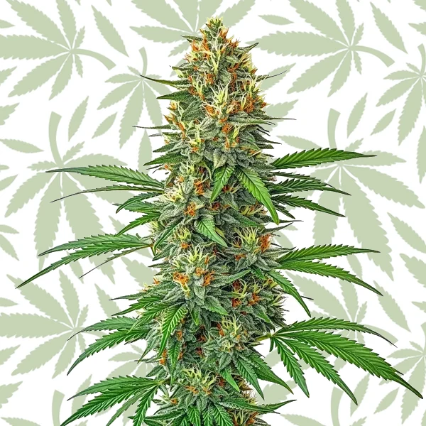 Tangie Autoflower cannabis strain plant