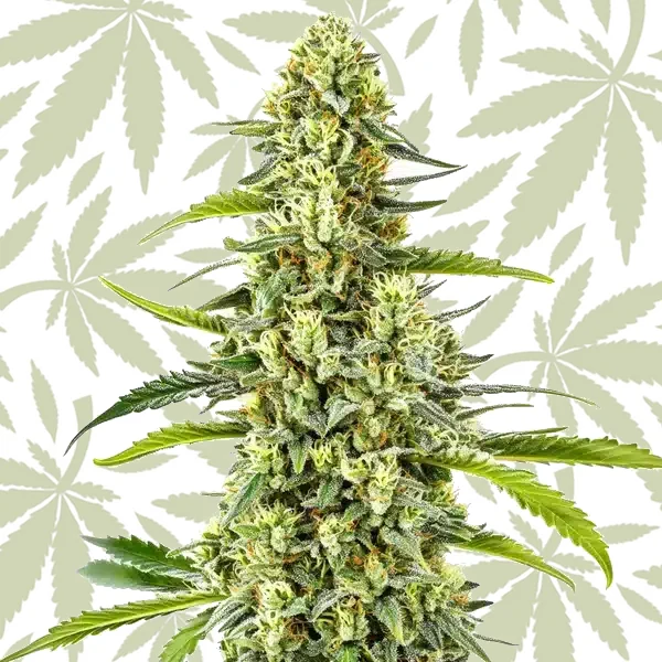 Tangie Kush Regular cannabis strain plant