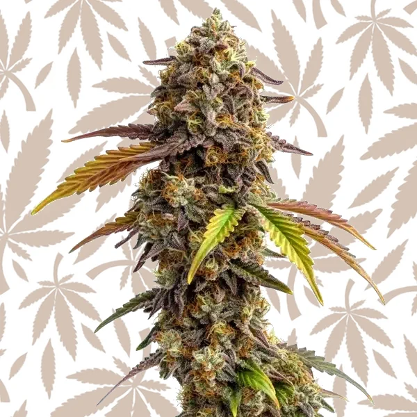 Tangie Purple Punch cannabis strain plant