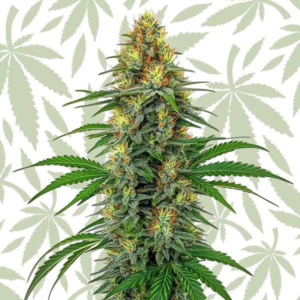 Tangie Regular cannabis strain plant