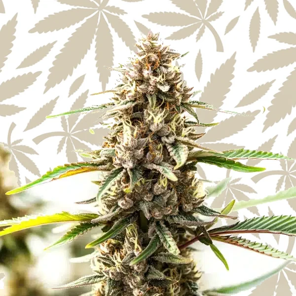 Tangie x Chocolope cannabis strain plant