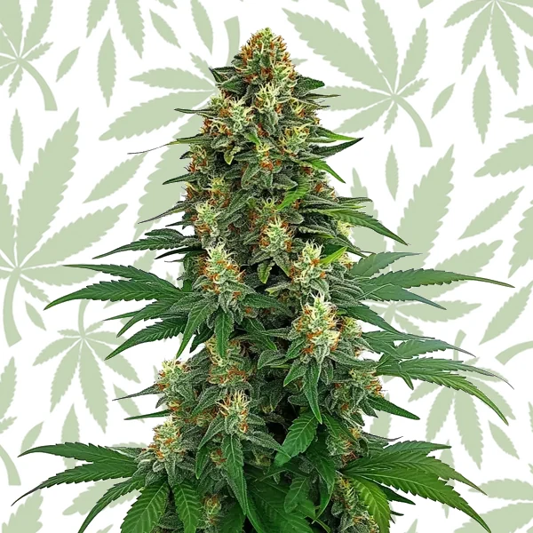 Tangie cannabis strain plant