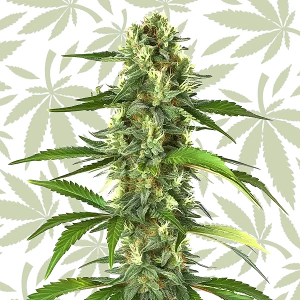 Taskenti cannabis seed pack