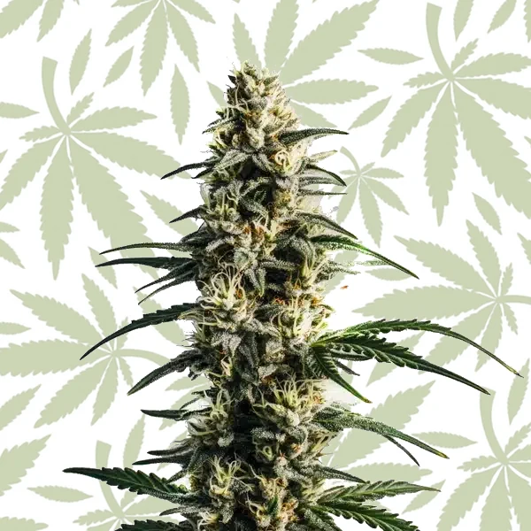 Thai Fantasy cannabis seed pack