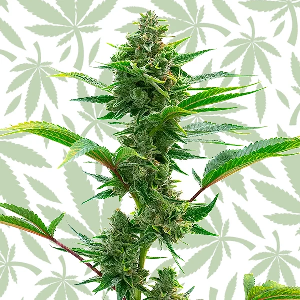 The Toad cannabis strain plant