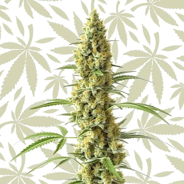 Tijuana cannabis strain plant