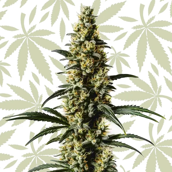 Top 44 cannabis strain plant