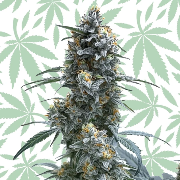 Trainwreck Autoflower cannabis strain plant