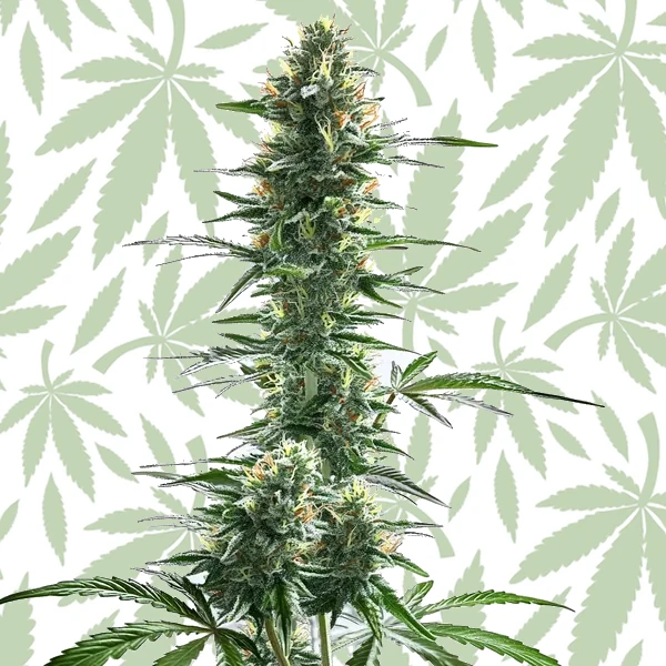 Trainwreck Fast Version cannabis strain plant