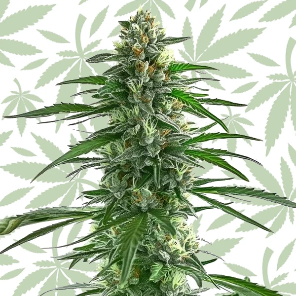 Trainwreck cannabis strain plant