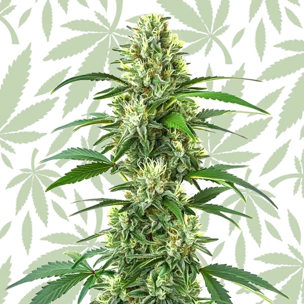 Triangle Kush Regular cannabis strain plant