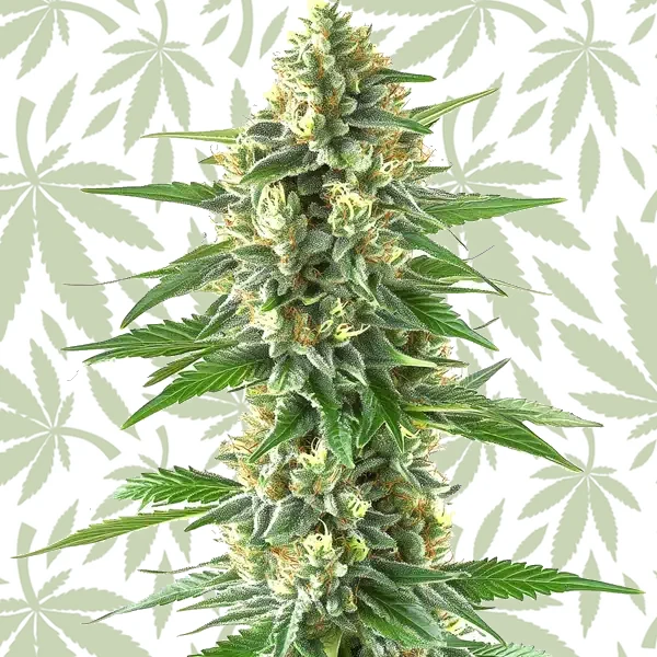 Triangle Kush cannabis strain plant