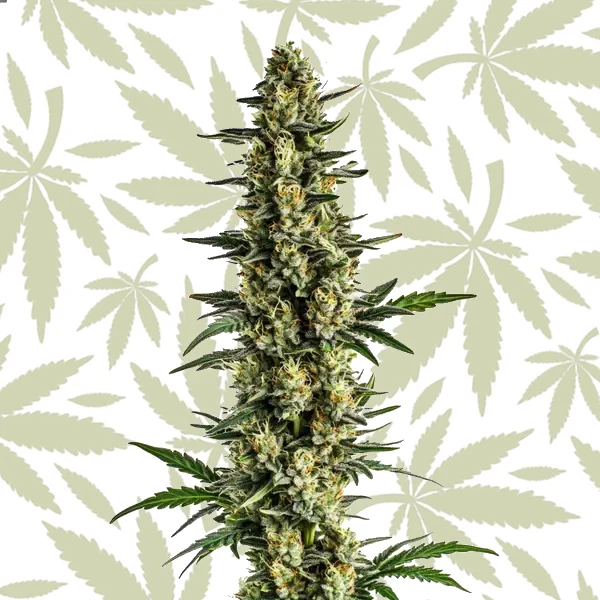 Triple XL Auto cannabis seed pack