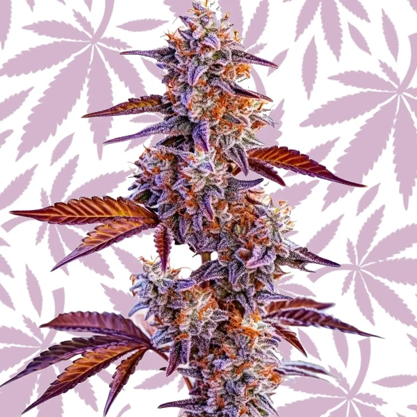 Trop Cherry cannabis strain plant