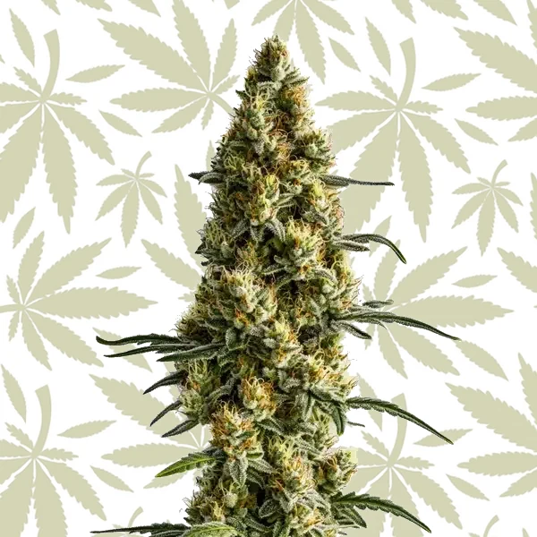 Tropi BCN x Pineapple Sherbet Regular cannabis strain plant