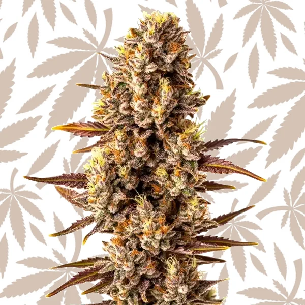 Tropicana Cookies Fast Version cannabis strain plant