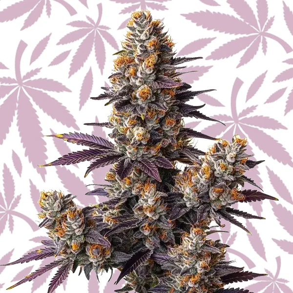 Tropicana Cookies Purple Auto cannabis strain plant