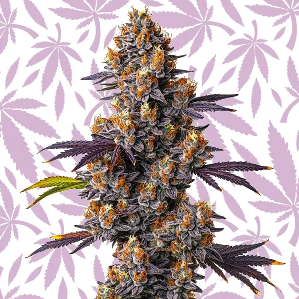 Tropicana Cookies Purple cannabis strain plant