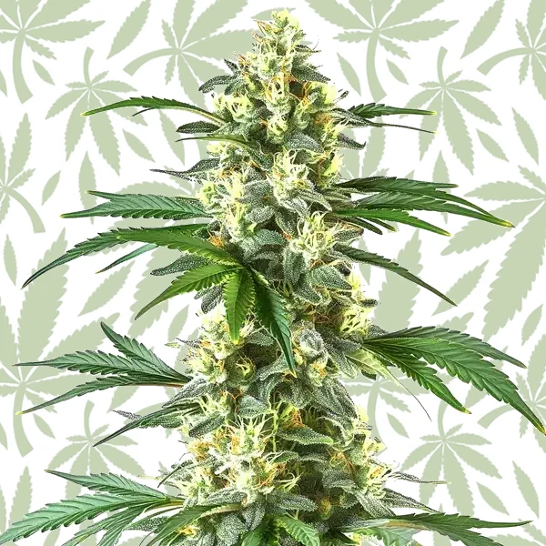 True OG cannabis strain plant
