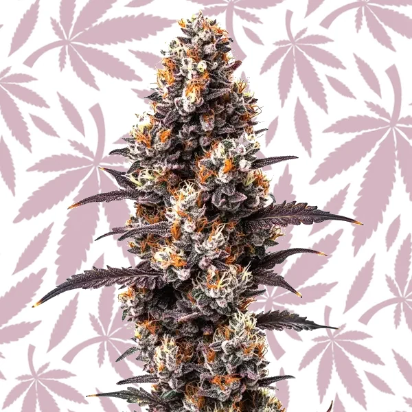 Ultra Violet OG cannabis strain plant