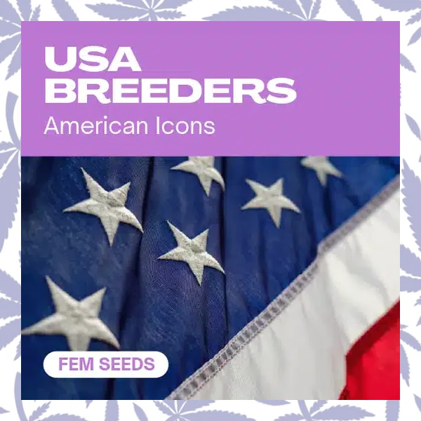 USA Breeders cannabis strain plant