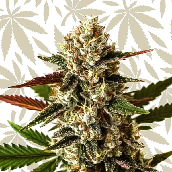 Uzbekistan x Do-Si-Dos cannabis strain plant