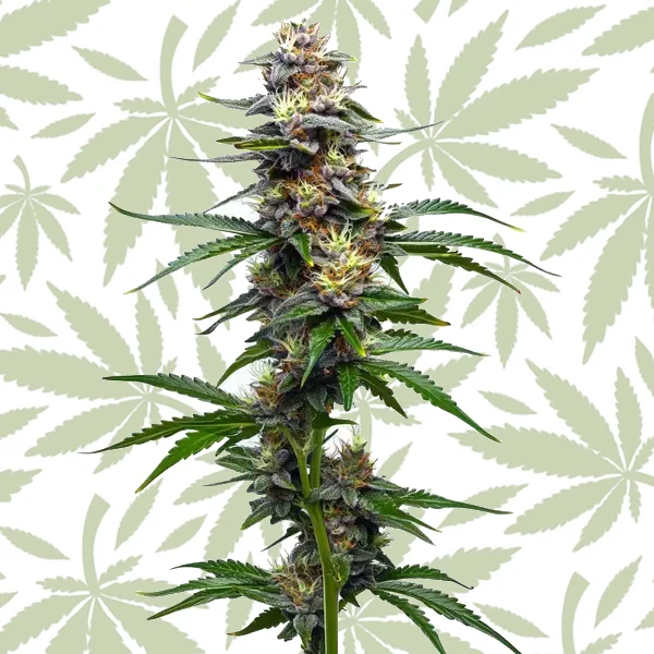 Vanilla Frosting cannabis strain plant