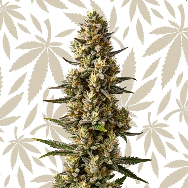 Velvet Lushers cannabis strain plant