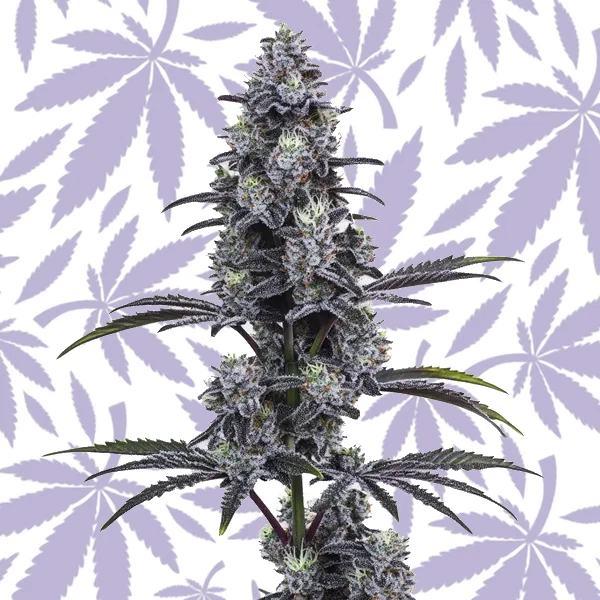 Vice City cannabis strain plant