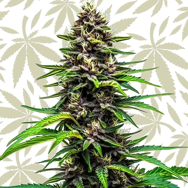 Watermelon F1 cannabis strain plant
